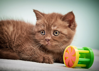 Image showing portrait of brown british kitten