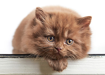 Image showing british long hair kitten