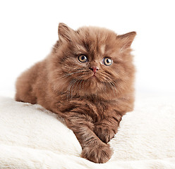 Image showing british long hair kitten