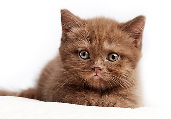 Image showing portrait of brown british kitten