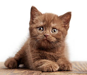 Image showing portrait of brown british kitten