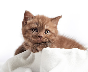 Image showing portrait of brown british kitten