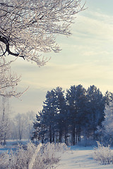 Image showing winter landscape of snow-covered fields, trees 
