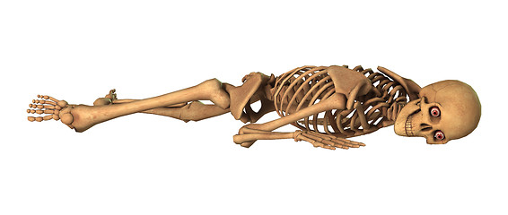 Image showing 3D Rendering Human Skeleton on White