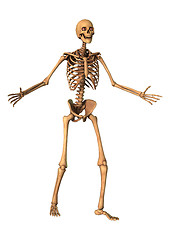 Image showing 3D Rendering Human Skeleton on White