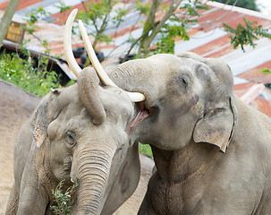 Image showing Two adult asian elephants cuddling 