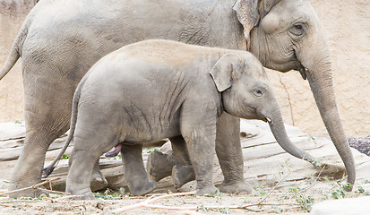 Image showing Young asian elephant (Elephas maximus)