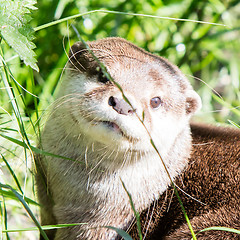 Image showing European otter close up