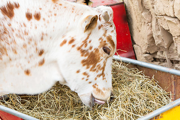 Image showing Close up of cow eating hay