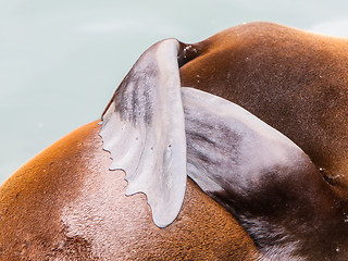 Image showing Close-up of a seal