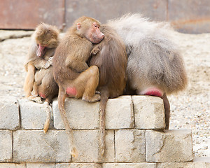 Image showing Hamadryas Baboons (Papio hamadryas)