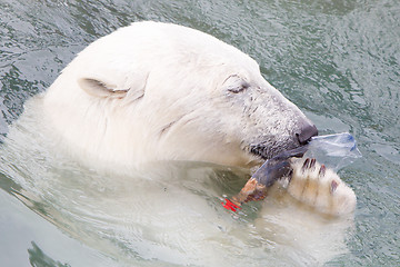 Image showing Close-up of a polarbear (icebear)