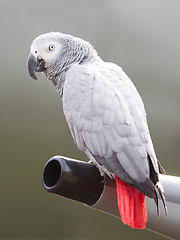 Image showing African Grey Parrot (Psittacus erithacus)