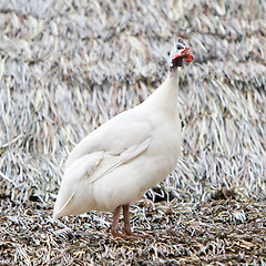 Image showing White guinea fowl