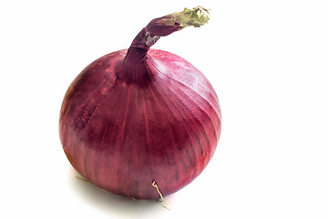 Image showing Large onion on white background.