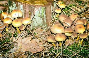 Image showing Poisonous mushrooms on a stump.