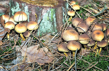 Image showing Poisonous mushrooms on a stump.