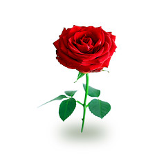 Image showing Rose on white