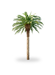 Image showing Palm tree