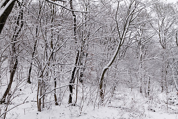 Image showing Frozen forest