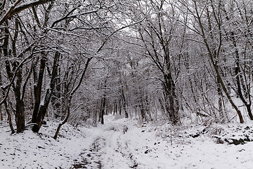Image showing Frozen forest