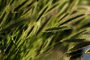 Image showing Green wheat