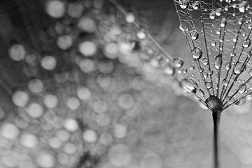 Image showing Plant seeds with water drops