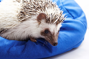 Image showing Cute hedgehog