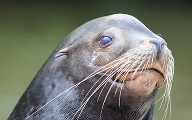 Image showing Close-up of a California sea lion