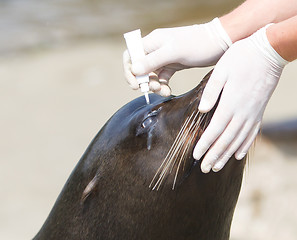 Image showing Adult sealion being treated (eye)