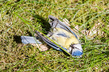 Image showing Close-up of a deceased blue tit