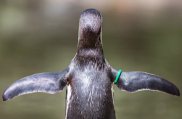 Image showing Humboldt Penguin, pretending to fly, selective focus