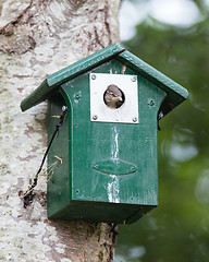 Image showing Young sparrow sitting in a birdhouse