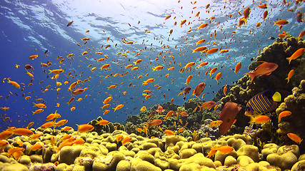 Image showing \rTropical Fish on Vibrant Coral Reef