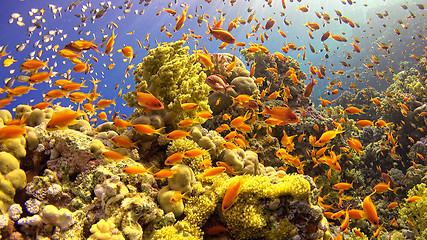 Image showing \rTropical Fish on Vibrant Coral Reef