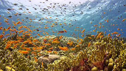 Image showing \rTropical Fish on Vibrant Coral Reef