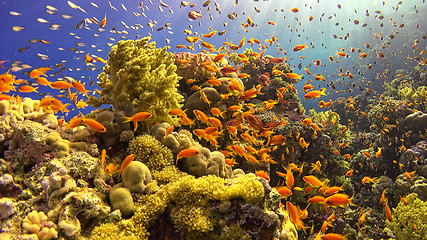 Image showing \rTropical Fish on Vibrant Coral Reef