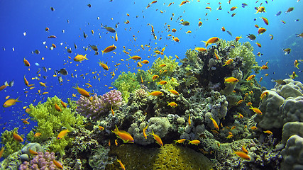 Image showing \rTropical Fish on Vibrant Coral Reef