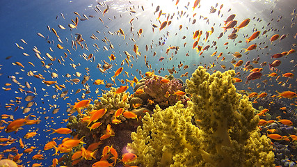 Image showing \rTropical Fish on Vibrant Coral Reef