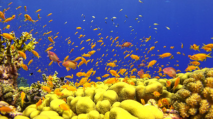 Image showing \rTropical Fish on Vibrant Coral Reef