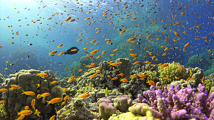 Image showing \rTropical Fish on Vibrant Coral Reef