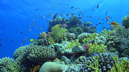 Image showing \rTropical Fish on Vibrant Coral Reef