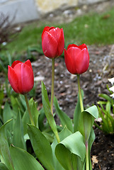 Image showing Red Tulips