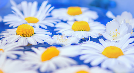 Image showing Flowers of daisies or chrysanthemums closeup