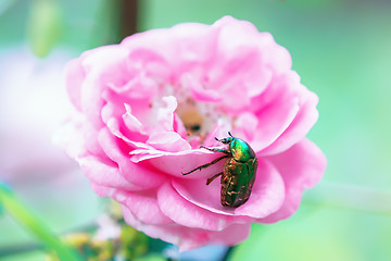 Image showing Big green beetle on a rose flower