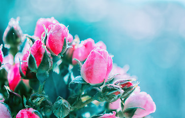 Image showing Blurred floral background of roses and blue bokeh