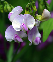 Image showing Sweet Pea