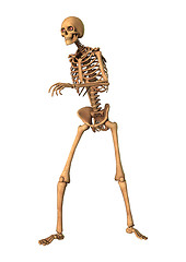 Image showing 3D Rendering Human Skeleton on White