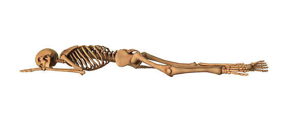 Image showing 3D Rendering Human Skeleton on White