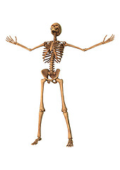 Image showing 3D Rendering Human Skeleton on White